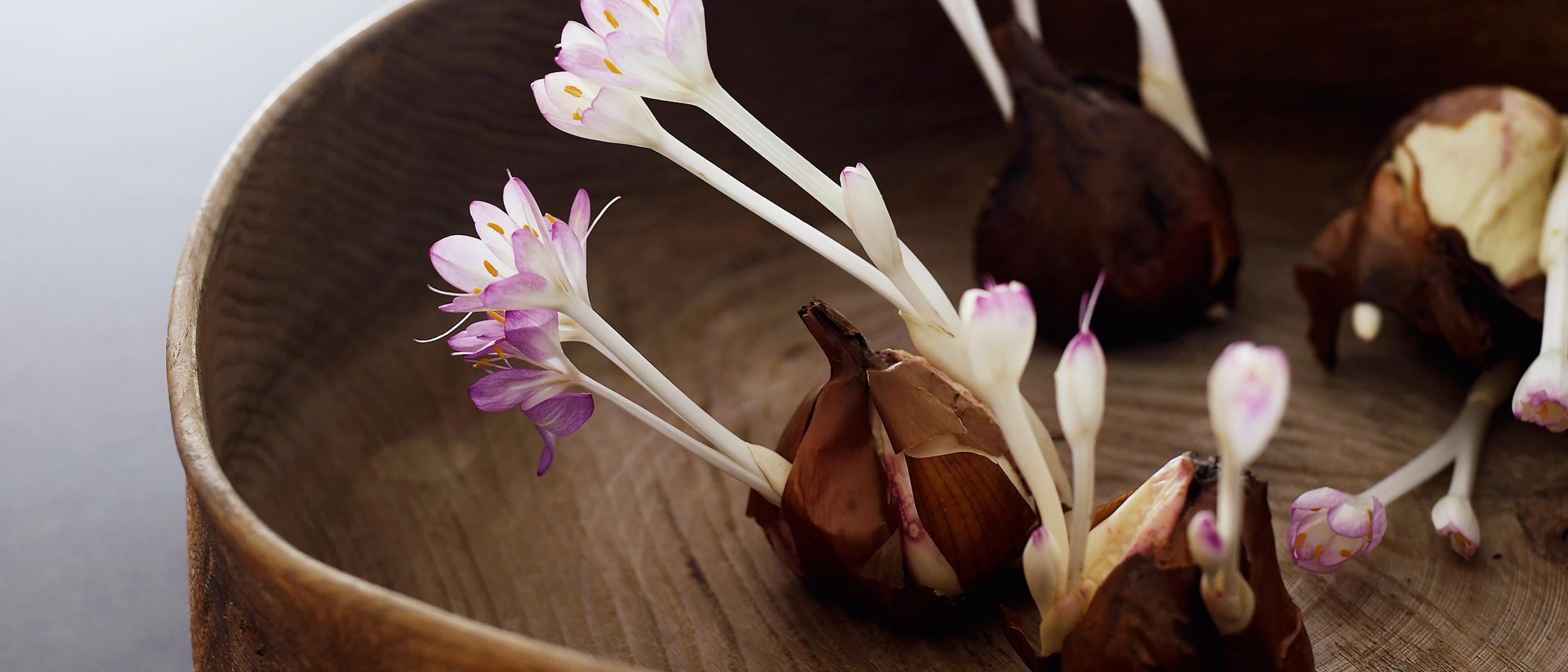Flower bulbs at Dutch Farm House